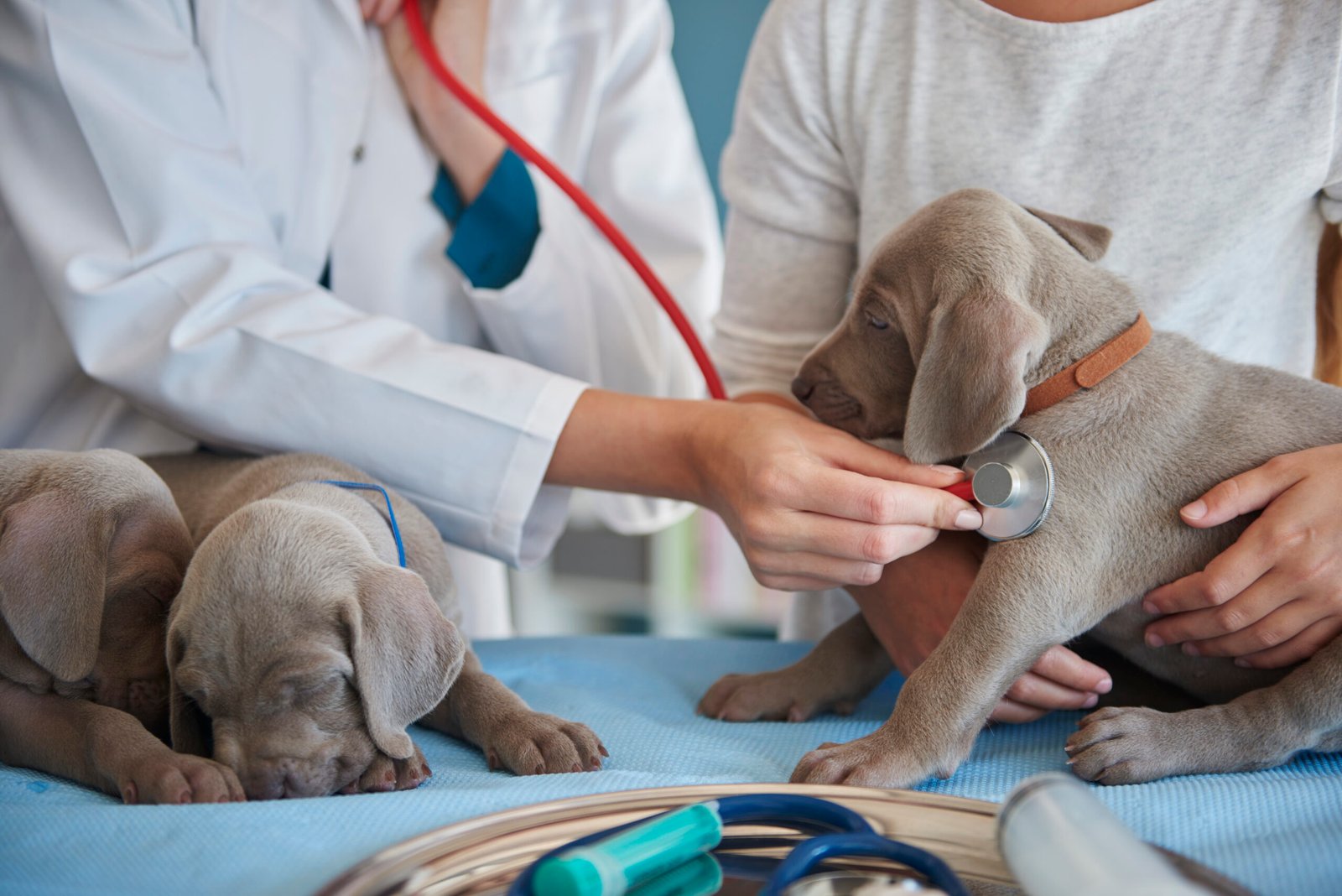 vet-doing-routine-examination-1-scaled.jpg