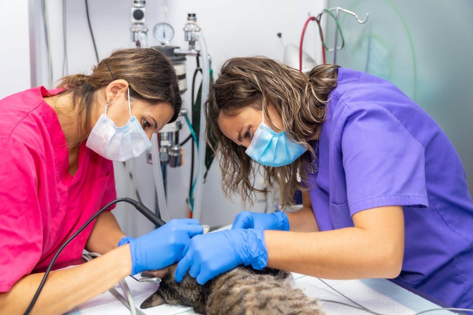 veterinary-clinic-operation-cat-veterinary-veterinary-assistant-mouth-operation-1-scaled.jpg