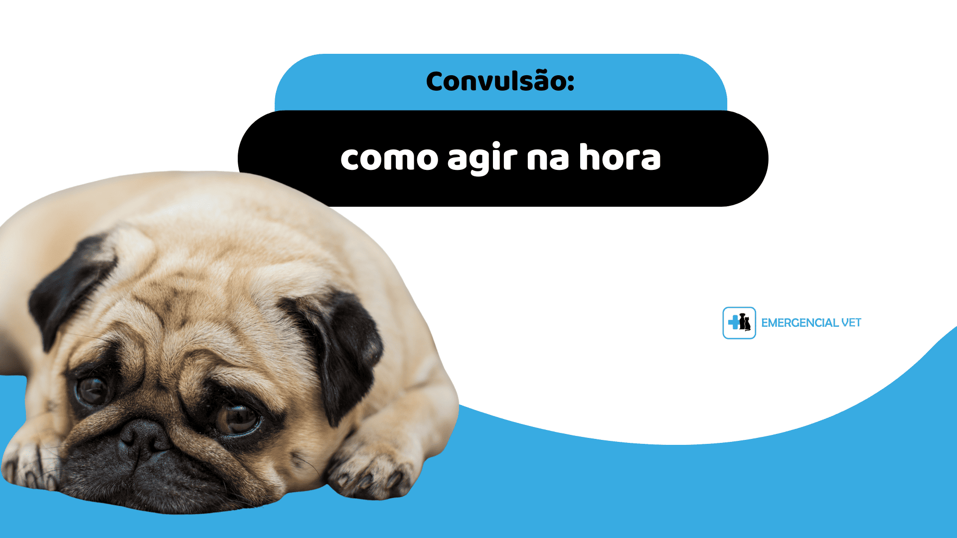 convulsao em pets o que fazer